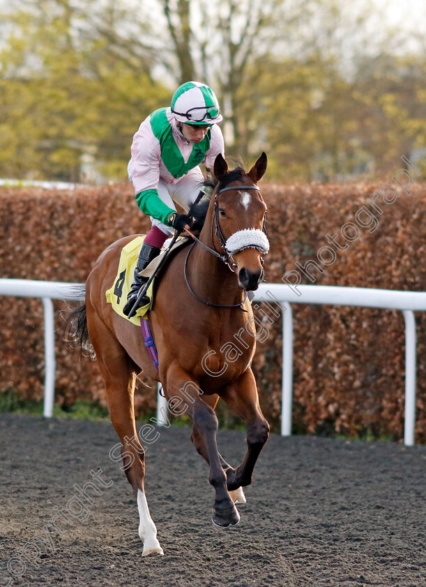 Celtic-Warrior-0009 
 CELTIC WARRIOR (Oisin Murphy) winner of The Additional Maiden Stakes
Kempton 3 Apr 2024 - Pic Steven Cargill / Racingfotos.com