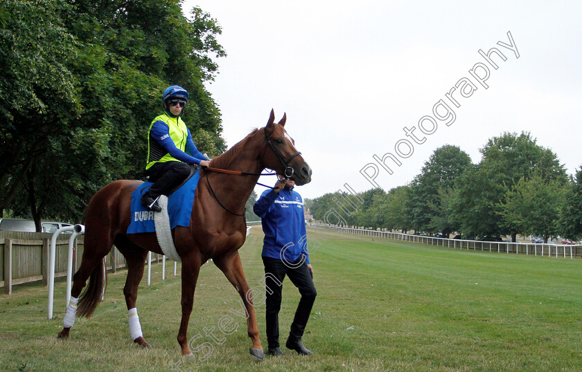 Masar-0001 
 MASAR (Brett Doyle) steps on to the track before working at 6am
Newmarket 30 Jun 2018 - Pic Steven Cargill / Racingfotos.com