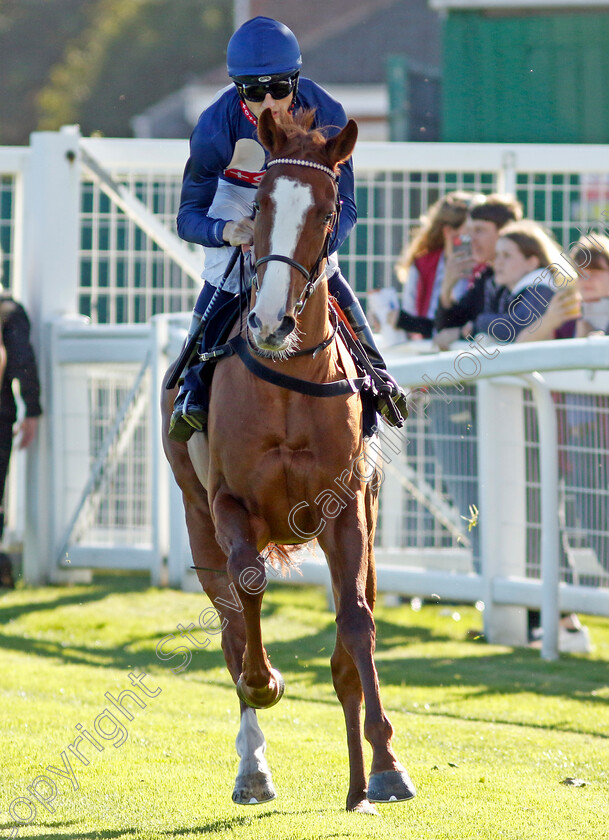 Between-The-Covers-0001 
 BETWEEN THE COVERS (George Wood)
Yarmouth 18 Oct 2022 - Pic Steven Cargill / Racingfotos.com