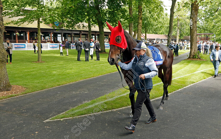 Asfoora-0006 
 ASFOORA 
Haydock 25 May 2024 - Pic Steven Cargill / Racingfotos.com