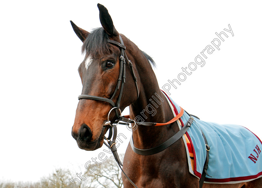 Altior-0002 
 ALTIOR at the stables of Nicky Henderson, Lambourn 6 Feb 2018 - Pic Steven Cargill / Racingfotos.com