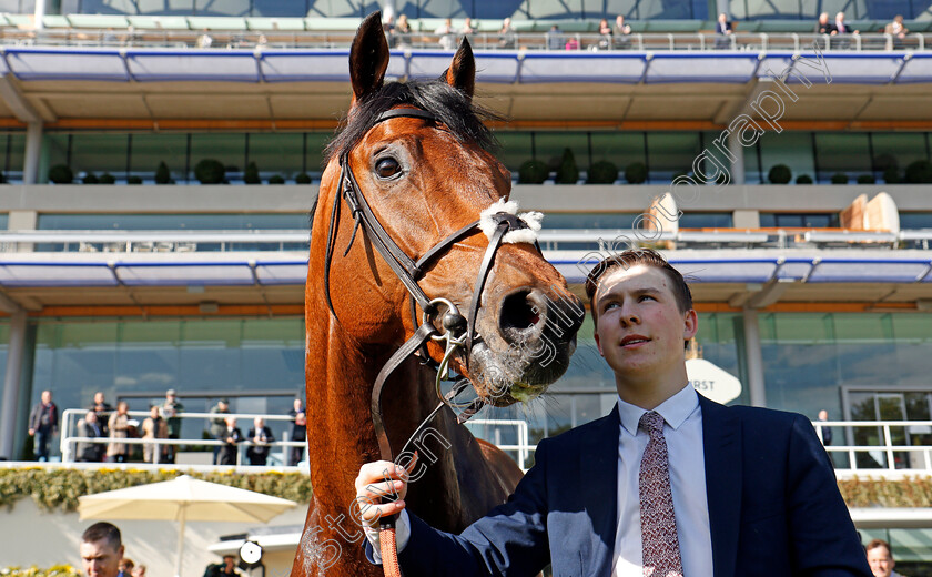 Century-Dream-0007 
 CENTURY DREAM after The Celebrating The Commonwealth Paradise Stakes Ascot 2 May 2018 - Pic Steven Cargill / Racingfotos.com