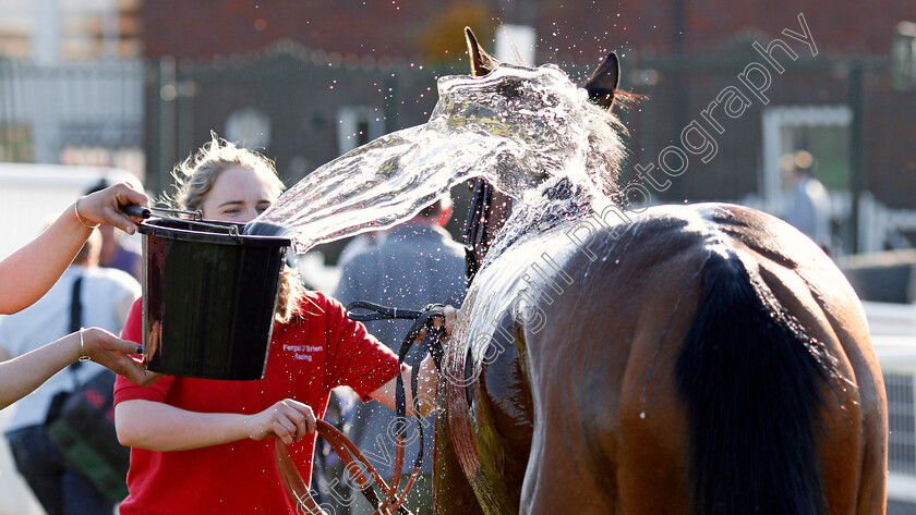 Cheltenham-0006 
 A horse is drenched in water after racing at Cheltenham 19 Apr 2018 - Pic Steven Cargill / Racingfotos.com