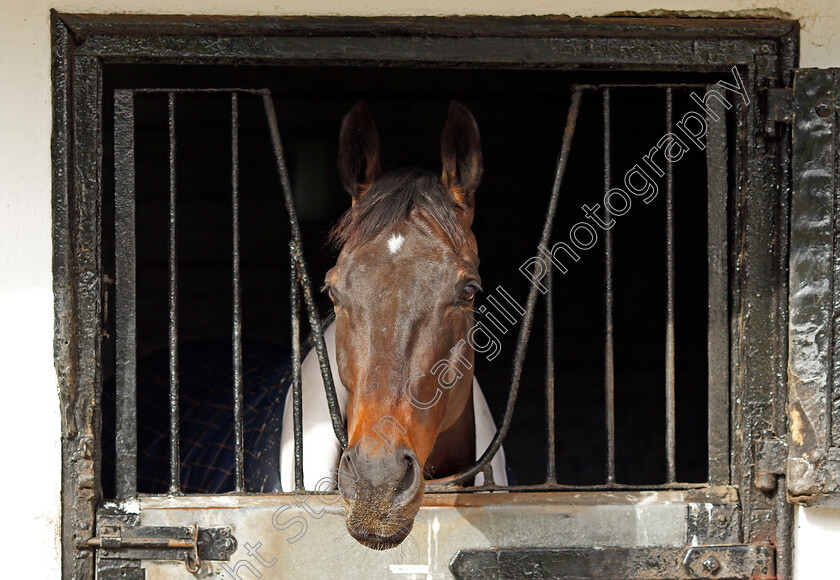 Might-Bite-0001 
 MIGHT BITE at Nicky Henderson's stable in Lambourn 20 Feb 2018 - Pic Steven Cargill / Racingfotos.com