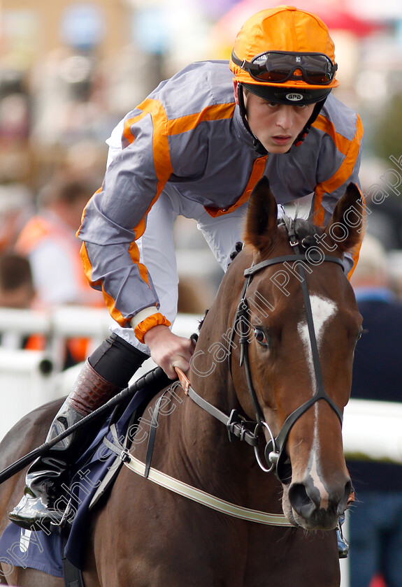 Swissterious-0001 
 SWISSTERIOUS (Clifford Lee)
Doncaster 12 Sep 2018 - Pic Steven Cargill / Racingfotos.com