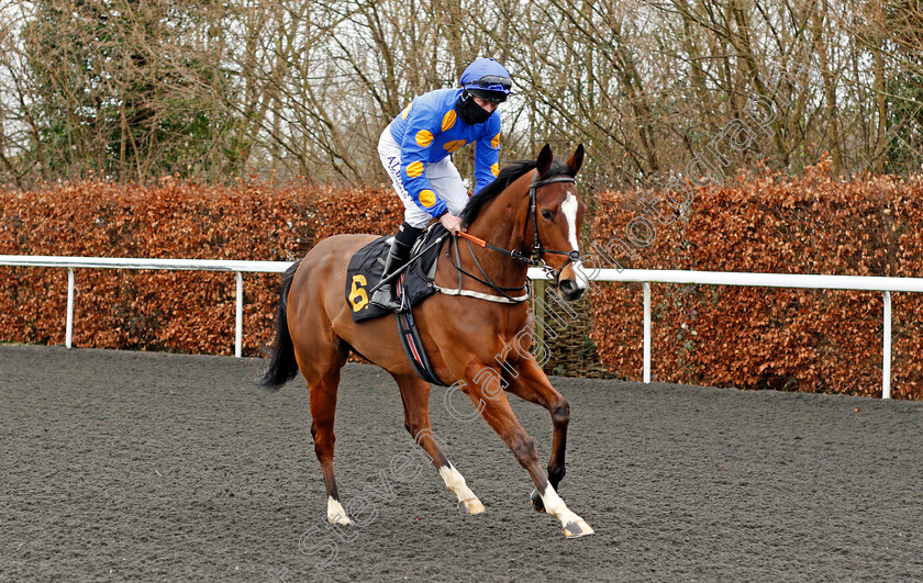 Miss-Bella-Brand-0001 
 MISS BELLA BRAND (Luke Morris)
Kempton 16 Feb 2021 - Pic Steven Cargill / Racingfotos.com