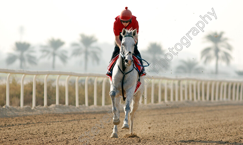 Lord-Glitters-0002 
 LORD GLITTERS exercising in preparation for Friday's Bahrain International Trophy
Sakhir Racecourse, Bahrain 16 Nov 2021 - Pic Steven Cargill / Racingfotos.com