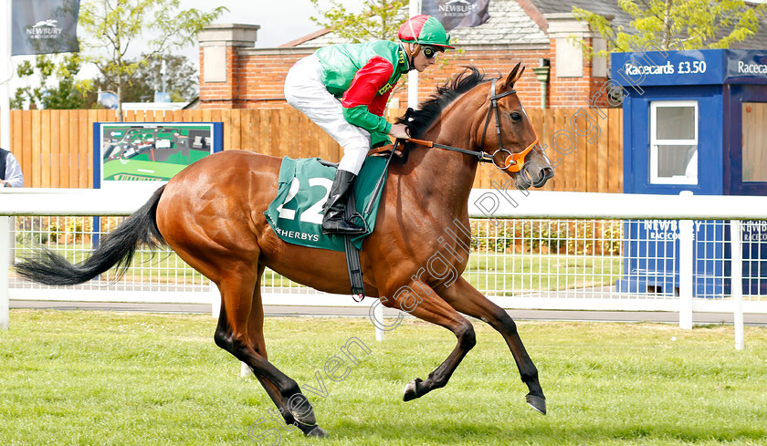 Bacchalot-0001 
 BACCHALOT (John Fahy)
Newbury 20 Jul 2019 - Pic Steven Cargill / Racingfotos.com