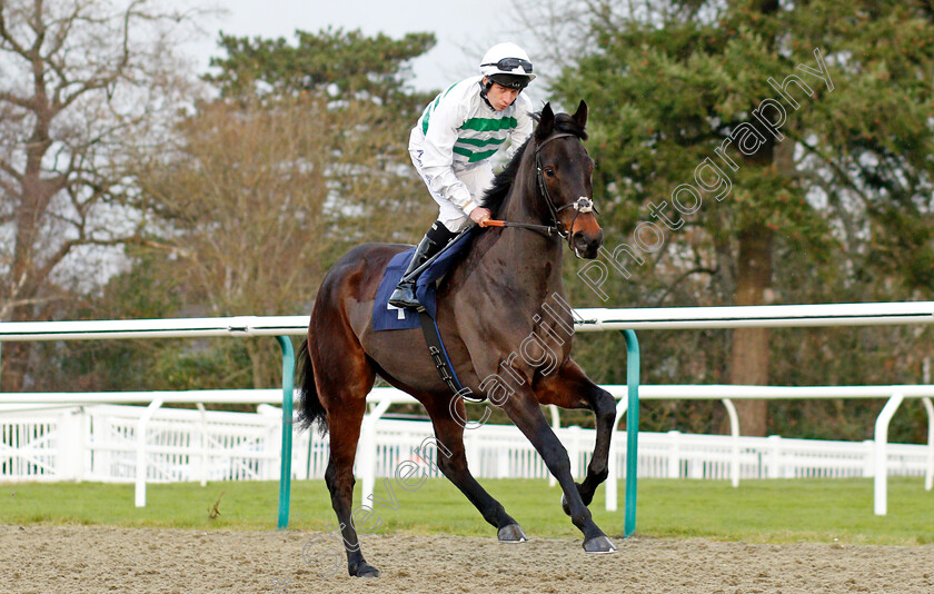 Arriviste-0001 
 ARRIVISTE (Luke Morris)
Lingfield 1 Dec 2021 - Pic Steven Cargill / Racingfotos.com