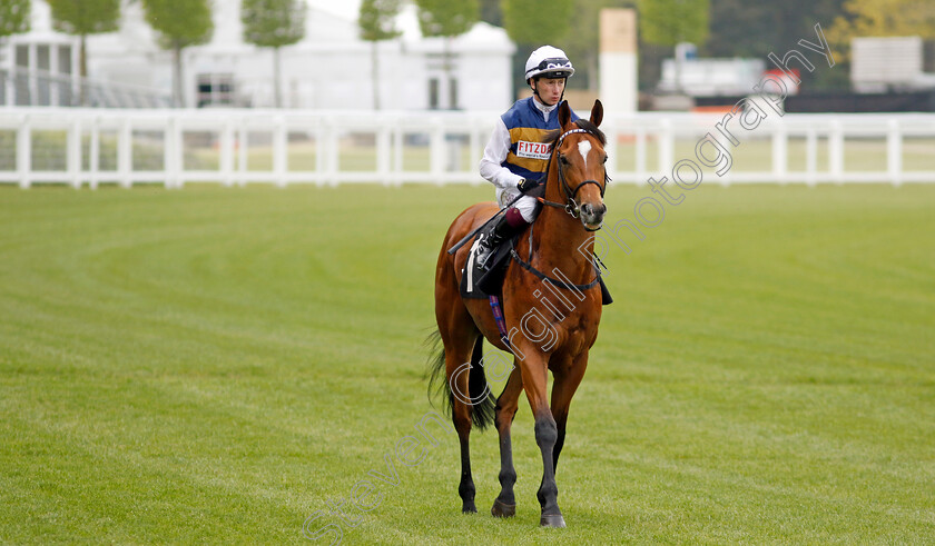 Docklands-0001 
 DOCKLANDS (Oisin Murphy)
Ascot 1 May 2024 - Pic Steven Cargill / Racingfotos.com