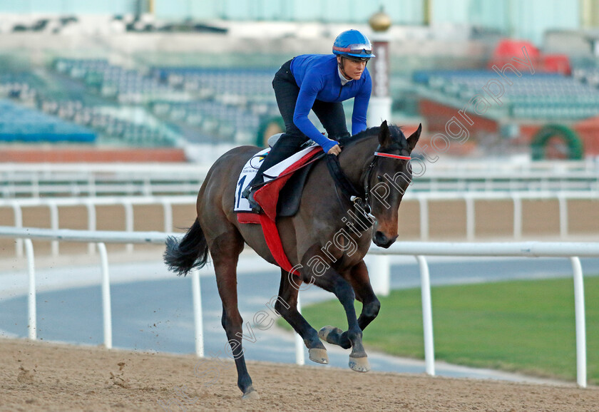 Ziggy s-Dream-0002 
 ZIGGY'S DREAM training at the Dubai Racing Carnival 
Meydan 2 Jan 2025 - Pic Steven Cargill / Racingfotos.com