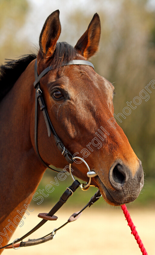 Finian s-Oscar-0001 
 FINIAN'S OSCAR at Colin Tizzard's stables near Sherborne 21 Feb 2018 - Pic Steven Cargill / Racingfotos.com