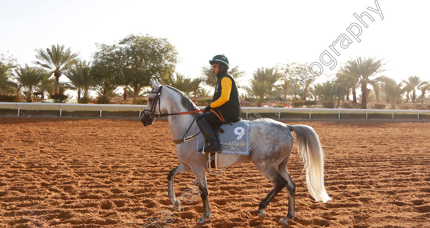 Arabian-0001 
 Arabian horse on track
King Abdulaziz Racecourse, Kingdom Of Saudi Arabia, 23 Feb 2023 - Pic Steven Cargill / Racingfotos.com