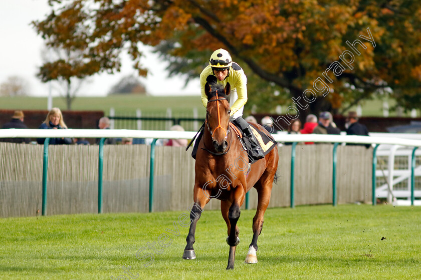 Specialisation-0001 
 SPECIALISATION (Sean Levey)
Newmarket 25 Oct 2023 - Pic Steven Cargill / Racingfotos.com