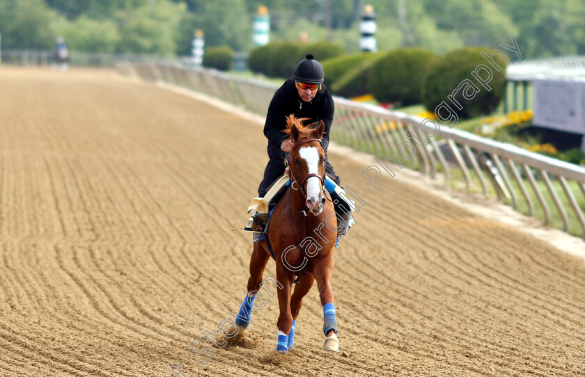 Improbable-0011 
 IMPROBABLE exercising in preparation for the Preakness Stakes
Pimlico, Baltimore USA, 16 May 2019 - Pic Steven Cargill / Racingfotos.com