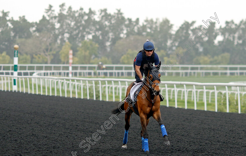 Trawlerman-0001 
 TRAWLERMAN training for the Dubai Gold Cup
Meydan Dubai 26 Mar 2024 - Pic Steven Cargill / Racingfotos.com