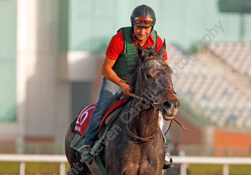 Vazirabad-0002 
 VAZIRABAD exercising in preparation for The Dubai Gold Cup, Meydan 28 Mar 2018 - Pic Steven Cargill / Racingfotos.com