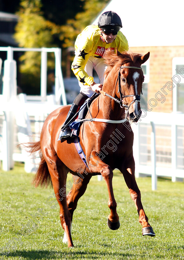 Aweedram-0001 
 AWEEDRAM (Martin Harley)
Salisbury 3 Oct 2018 - Pic Steven Cargill / Racingfotos.com