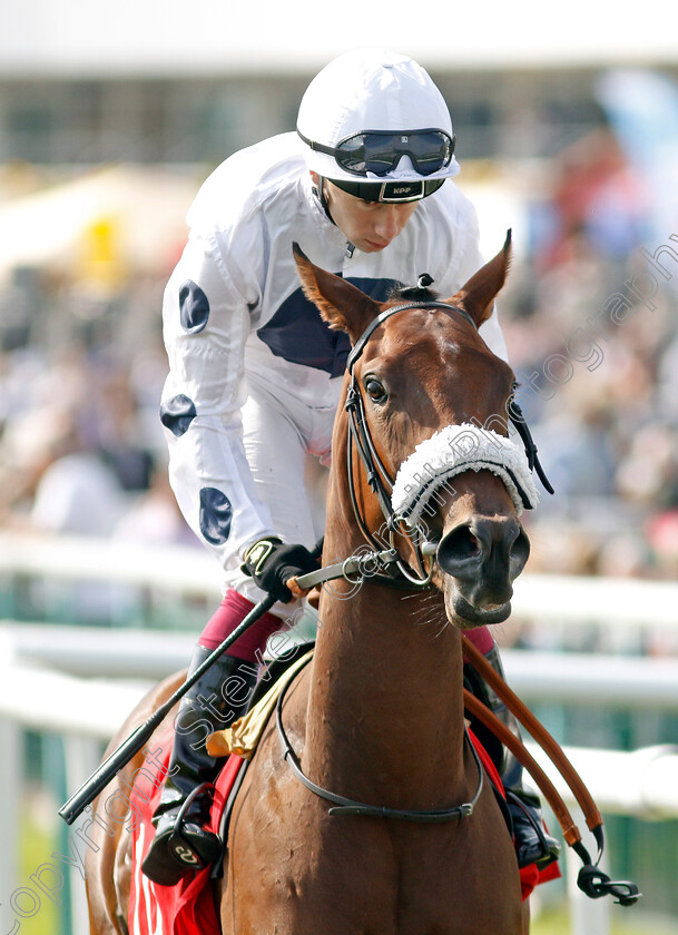 Gushing-Gold-0001 
 GUSHING GOLD (Oisin Murphy)
Doncaster 15 Sep 2023 - Pic Steven Cargill / Racingfotos.com