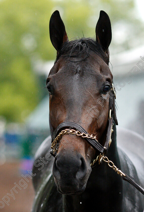 Warrior s-Charge-0005 
 WARRIOR'S CHARGE after exercising in preparation for the Preakness Stakes
Pimlico, Baltimore USA, 16 May 2019 - Pic Steven Cargill / Racingfotos.com