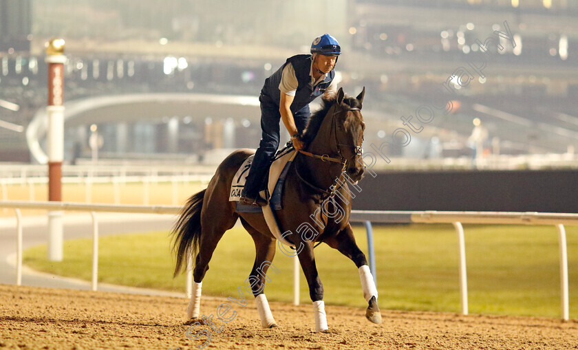 Cazadero-0002 
 CAZADERO training for the Al Quoz Sprint
Meydan, Dubai, 21 Mar 2023 - Pic Steven Cargill / Racingfotos.com