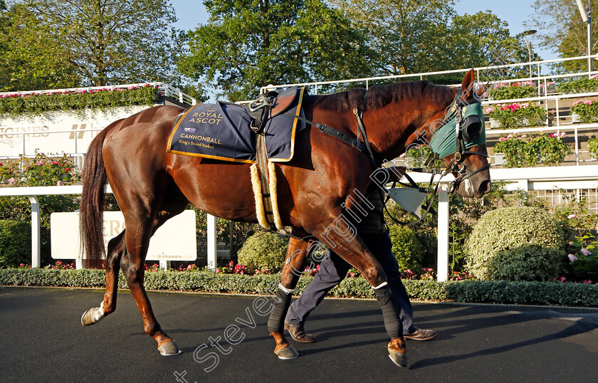 Cannonball-0009 
 CANNONBALL preparing for Royal Ascot
Ascot 14 Jun 2023 - Pic Steven Cargill / Racingfotos.com