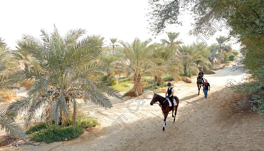 Victory-Chime-and-Pogo-0002 
 VICTORY CHIME leads POGO exercising in preparation for Friday's Bahrain International Trophy
Sakhir Racecourse, Bahrain 16 Nov 2021 - Pic Steven Cargill / Racingfotos.com