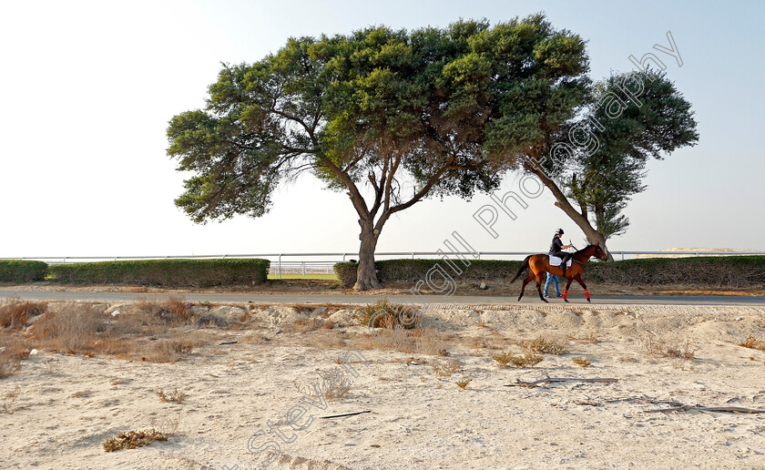 Lady-Wannabe-0001 
 LADY WANNABE training for the Bahrain International Trophy
Rashid Equestrian & Horseracing Club, Bahrain, 19 Nov 2020 - Pic Steven Cargill / Racingfotos.com