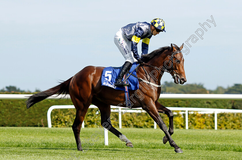 Deepone-0002 
 DEEPONE (Billy Lee)
Leopardstown 9 Sep 2023 - Pic Steven Cargill / Racingfotos.com