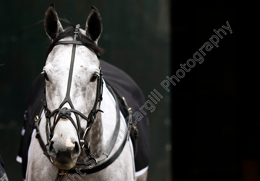 L eau-Du-Sud-0001 
 L'EAU DU SUD at Dan Skelton Cheltenham Festival preview morning
21 Feb 2025 - Pic Steven Cargill / Racingfotos.com