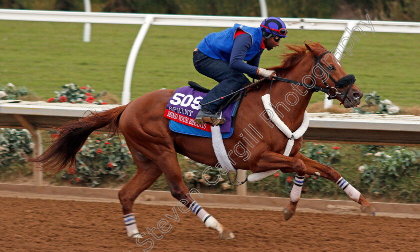 Mind-Your-Biscuits-0002 
 MIND YOUR BISCUITS exercising at Del Mar USA in preparation for The Breeders' Cup Sprint 30 Oct 2017 - Pic Steven Cargill / Racingfotos.com