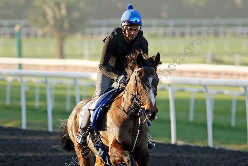 Caius-Chorister-0003 
 CAIUS CHORISTER training at the Dubai Racing Carnival
Meydan 22 Jan 2025 - Pic Steven Cargill / Racingfotos.com