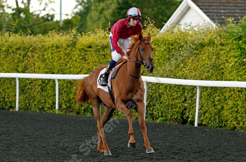 Love-Is-The-Law-0001 
 LOVE IS THE LAW (Daniel Muscutt)
Kempton 16 Jul 2024 - Pic Steven Cargill / Racingfotos.com