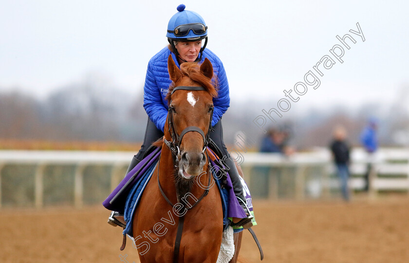 Modern-Games-0003 
 MODERN GAMES training for the Breeders' Cup Mile
Keeneland USA 1 Nov 2022 - Pic Steven Cargill / Racingfotos.com