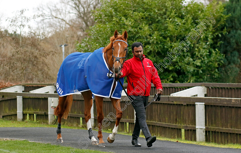 Waleefy-0005 
 WALEEFY 
Lingfield 23 Dec 2023 - Pic Steven Cargill / Racingfotos.com