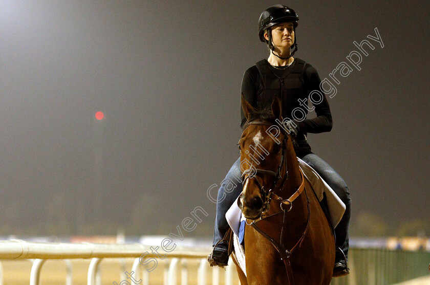 Stormy-Liberal-0002 
 STORMY LIBERAL training for The Al Quoz Sprint
Meydan 28 Mar 2019 - Pic Steven Cargill / Racingfotos.com