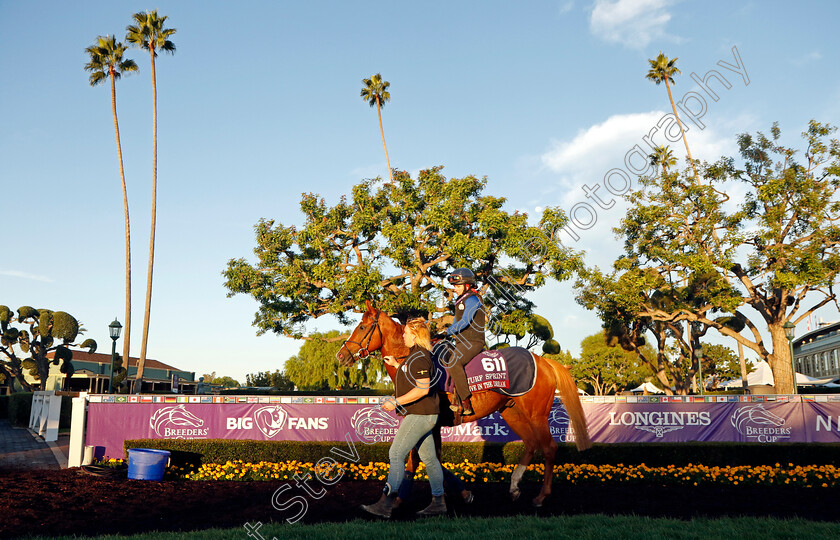 Live-In-The-Dream-0006 
 LIVE IN THE DREAM training for The Breeders' Cup Turf Sprint
Santa Anita USA, 30 Oct 2023 - Pic Steven Cargill / Racingfotos.com