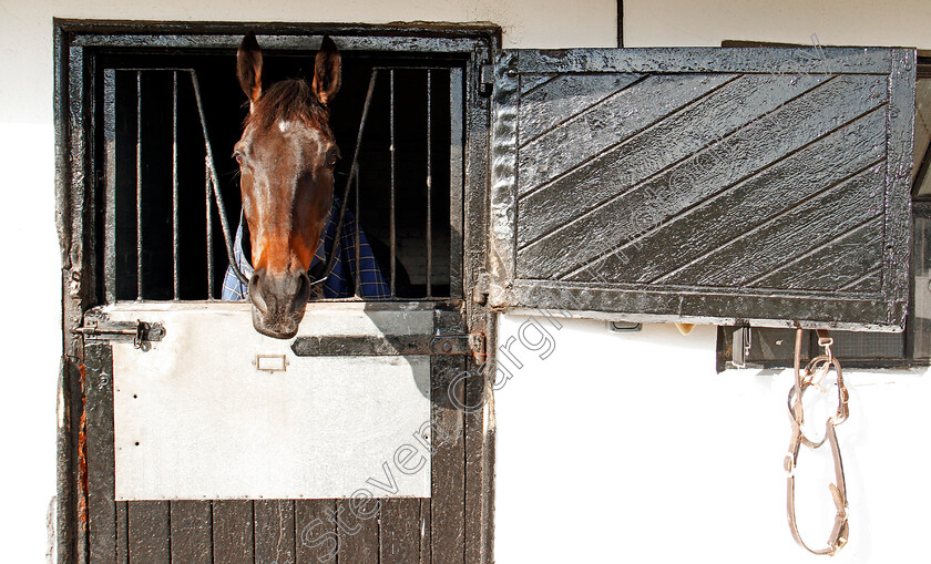 Might-Bite-0004 
 MIGHT BITE at the stables of Nicky Henderson, Lambourn 6 Feb 2018 - Pic Steven Cargill / Racingfotos.com