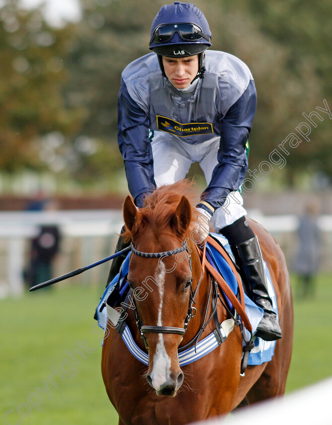 Rosario-0001 
 ROSARIO (George Rooke) 
Newmarket 13 Oct 2023 - Pic Steven Cargill / Racingfotos.com