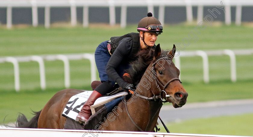 Starlust-0002 
 STARLUST training at the Dubai Racing Carnival
Meydan 1 Feb 2024 - Pic Steven Cargill / Racingfotos.com