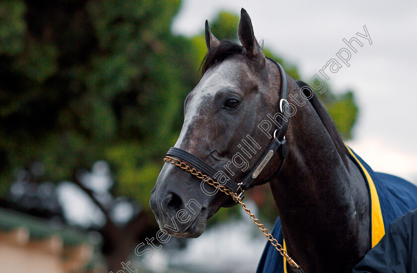 Arrogate-0014 
 ARROGATE training for The Breeders' Cup Classic at Del Mar 2 Nov 2017 - Pic Steven Cargill / Racingfotos.com