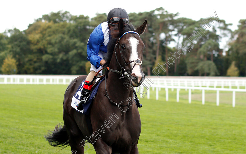 Turjomaan-0001 
 TURJOMAAN (Andrea Atzeni) before winning The Italian Tourist Board British EBF Novice Stakes
Ascot 8 Sep 2018 - Pic Steven Cargill / Racingfotos.com