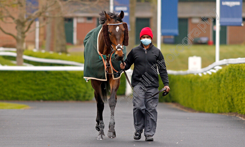 Stag-Horn-0001 
 STAG HORN
Ascot 28 Apr 2021 - Pic Steven Cargill / Racingfotos.com