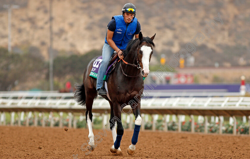 Talismanic 
 TALISMANIC exercising at Del Mar USA in preparation for The Breeders' Cup Turf 30 Oct 2017 - Pic Steven Cargill / Racingfotos.com