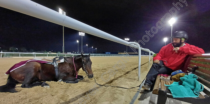 Outrider-0002 
 Racetrack outrider ALEXANDER THOMPSON and his mount MOFTRIS take a break between lots at 530 this morning
Meydan, Dubai 1 Mar 2024 - Pic Steven Cargill / Racingfotos.com