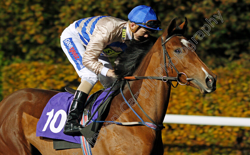 Mystique-0001 
 MYSTIQUE (David Probert) Kempton 8 Nov 2017 - Pic Steven Cargill / Racingfotos.com