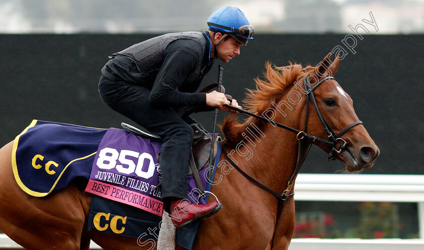 Best-performance-0001 
 BEST PERFORMANCE training for The Breeders' Cup Juvenile Fillies Turf at Del Mar USA 31 Oct 2017 - Pic Steven Cargill / Racingfotos.com