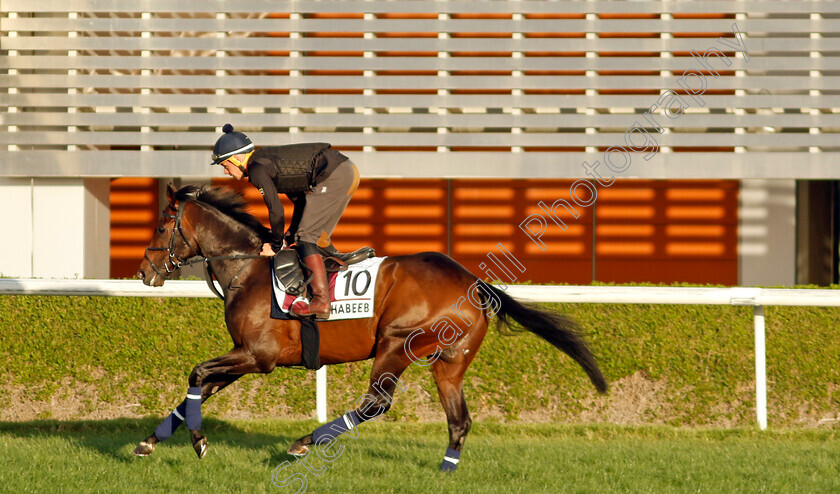 El-Habeeb-0001 
 EL HABEEB training for The Dubai Gold Cup
Meydan, Dubai, 22 Mar 2023 - Pic Steven Cargill / Racingfotos.com