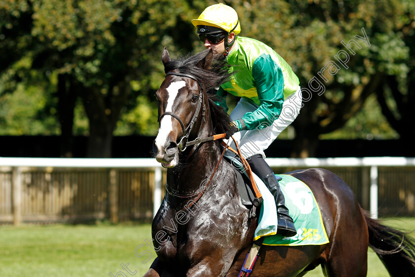 Metallo-0002 
 METALLO (Charles Bishop)
Newmarket 15 Jul 2023 - Pic Steven Cargill / Racingfotos.com