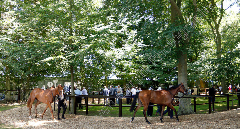 Newmarket-0002 
 Horses in the pre-parade ring
Newmarket 27 Jun 2019 - Pic Steven Cargill / Racingfotos.com